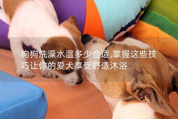 狗狗洗澡水溫多少合適,掌握這些技巧讓你的愛犬享受舒適沐浴