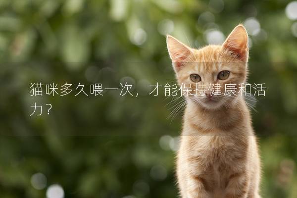 貓咪多久喂一次，才能保持健康和活力？