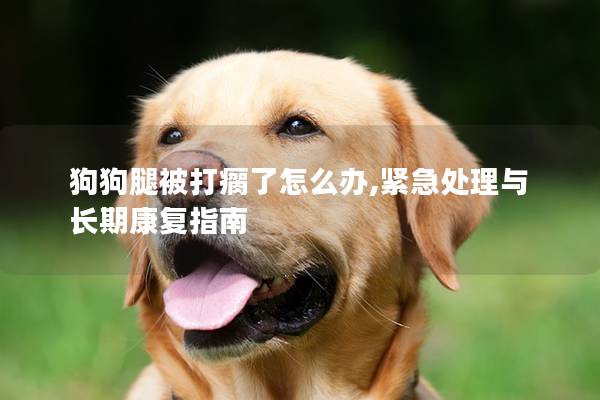 狗狗腿被打瘸了怎么辦,緊急處理與長期康復指南