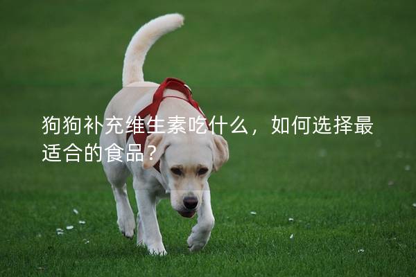 狗狗補(bǔ)充維生素吃什么，如何選擇最適合的食品？