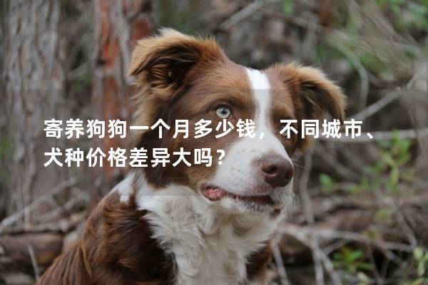 寄養狗狗一個月多少錢，不同城市、犬種價格差異大嗎？