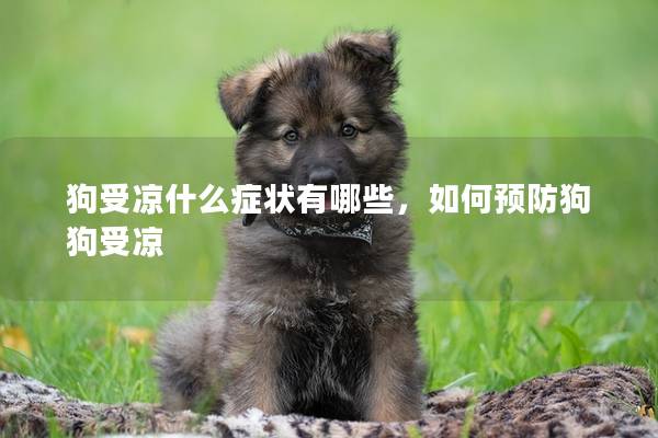 狗受涼什么癥狀有哪些,如何預(yù)防狗狗受涼 狗受涼什么癥狀有哪些,如何預(yù)防狗狗受涼