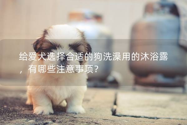 給愛犬選擇合適的狗洗澡用的沐浴露，有哪些注意事項？