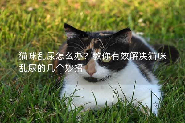 貓咪亂尿怎么辦？教你有效解決貓咪亂尿的幾個(gè)妙招