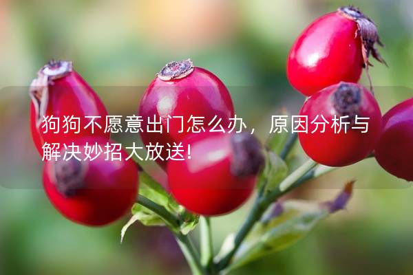 狗狗不愿意出門怎么辦，原因分析與解決妙招大放送!