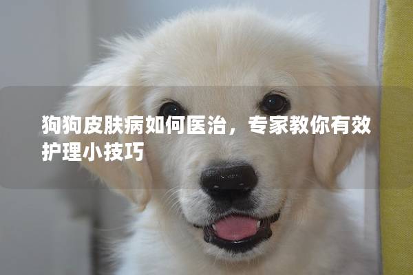 狗狗皮膚病如何醫治，專家教你有效護理小技巧