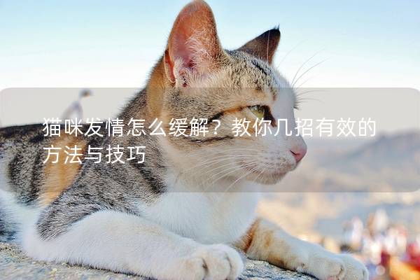 貓咪發情怎么緩解？教你幾招有效的方法與技巧