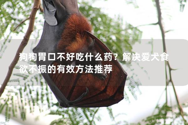 狗狗胃口不好吃什么藥？解決愛犬食欲不振的有效方法推薦