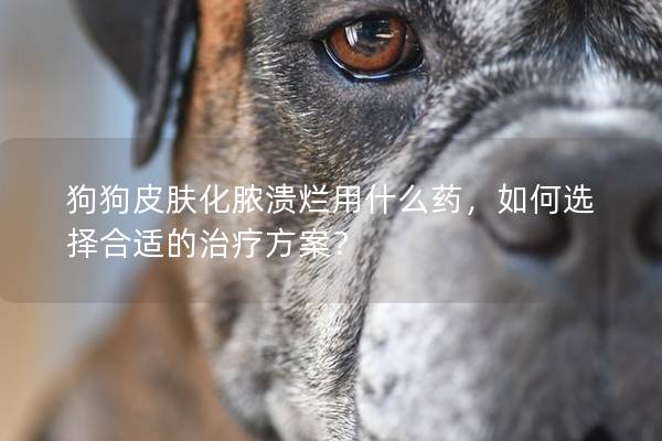 狗狗皮膚化膿潰爛用什么藥，如何選擇合適的治療方案？