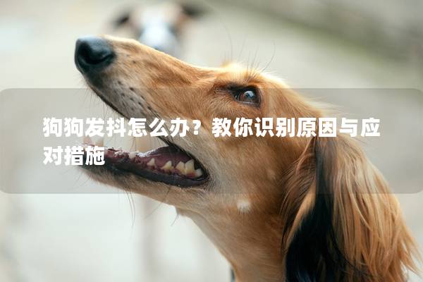 狗狗發抖怎么辦？教你識別原因與應對措施