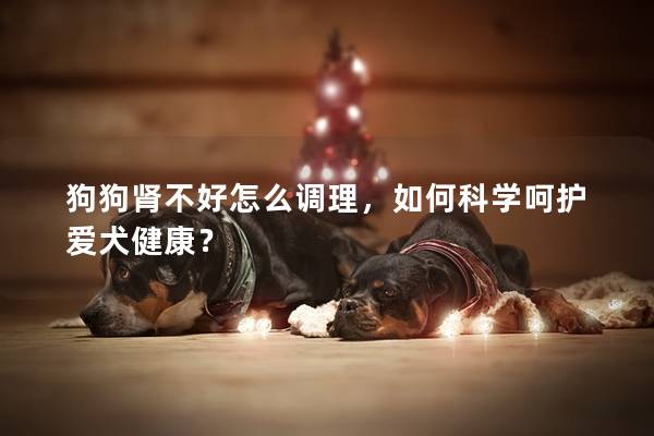 狗狗腎不好怎么調理，如何科學呵護愛犬健康？