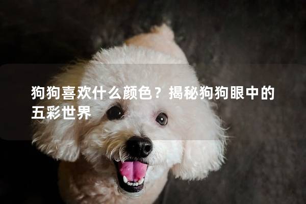 狗狗喜歡什么顏色？揭秘狗狗眼中的五彩世界