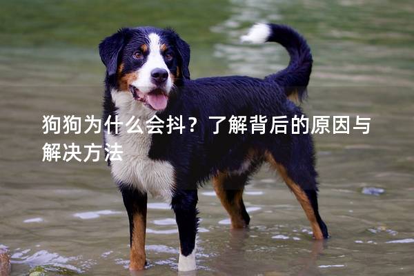 狗狗為什么會抖？了解背后的原因與解決方法