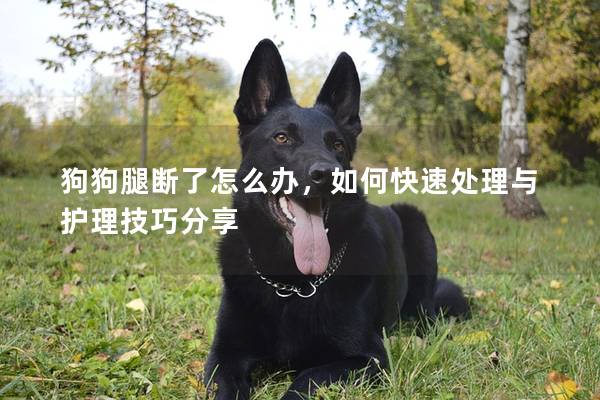 狗狗腿斷了怎么辦，如何快速處理與護理技巧分享