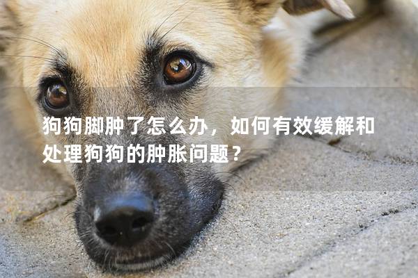 狗狗腳腫了怎么辦，如何有效緩解和處理狗狗的腫脹問題？
