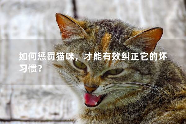 如何懲罰貓咪，才能有效糾正它的壞習慣？