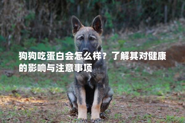狗狗吃蛋白會怎么樣?了解其對健康的影響與注意事項 狗狗吃蛋白會怎么樣?了解其對健康的影響與注意事項