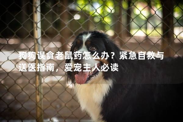 狗狗誤食老鼠藥怎么辦？緊急自救與送醫(yī)指南，愛寵主人必讀