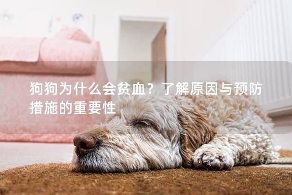 狗狗為什么會貧血？了解原因與預(yù)防措施的重要性