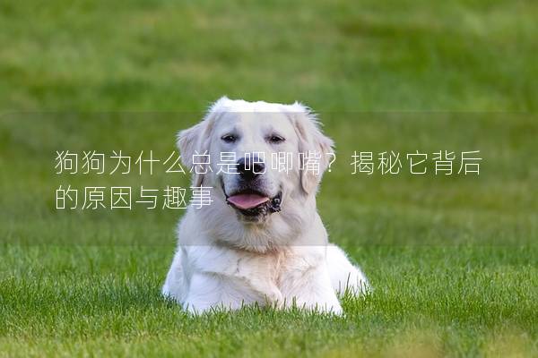 狗狗為什么總是吧唧嘴？揭秘它背后的原因與趣事