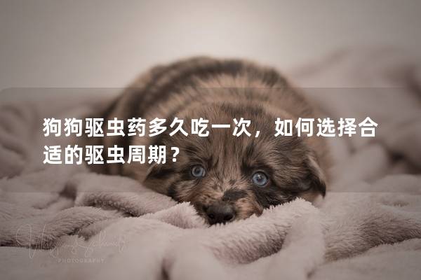 狗狗驅(qū)蟲(chóng)藥多久吃一次，如何選擇合適的驅(qū)蟲(chóng)周期？