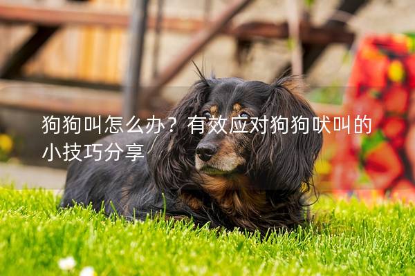 狗狗叫怎么辦?有效應對狗狗吠叫的小技巧分享 狗狗叫怎么辦?有效應對狗狗吠叫的小技巧分享