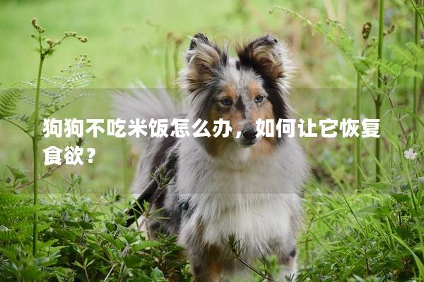 狗狗不吃米飯?jiān)趺崔k，如何讓它恢復(fù)食欲？
