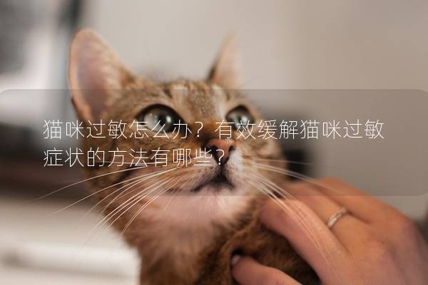 貓咪過敏怎么辦？有效緩解貓咪過敏癥狀的方法有哪些？
