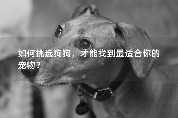 如何挑選狗狗，才能找到最適合你的寵物？