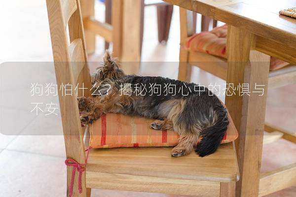 狗狗怕什么?揭秘狗狗心中的恐懼與不安 狗狗怕什么?揭秘狗狗心中的恐懼與不安