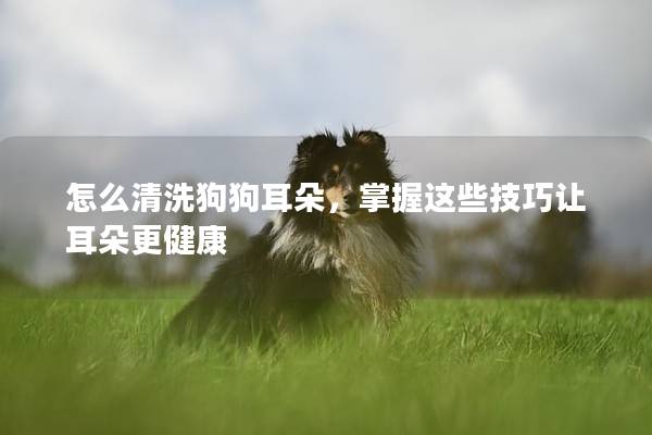 怎么清洗狗狗耳朵，掌握這些技巧讓耳朵更健康
