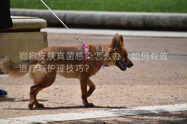 狗狗皮膚真菌感染怎么辦，如何有效治療與護理技巧？