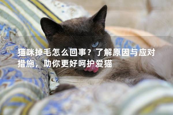 貓咪掉毛怎么回事？了解原因與應(yīng)對措施，助你更好呵護愛貓