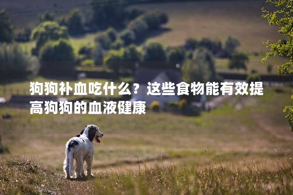 狗狗補血吃什么？這些食物能有效提高狗狗的血液健康