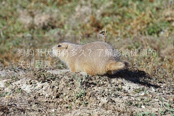 狗狗潛伏期有多久？了解影響健康的關鍵因素