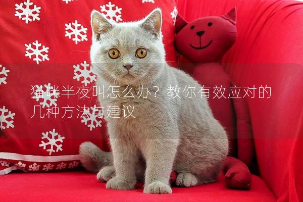 貓咪半夜叫怎么辦？教你有效應(yīng)對的幾種方法與建議