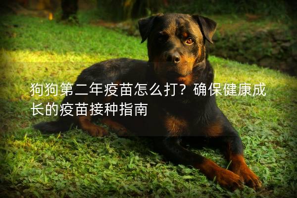 狗狗第二年疫苗怎么打？確保健康成長的疫苗接種指南