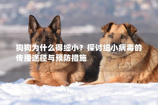 狗狗為什么得細小？探討細小病毒的傳播途徑與預(yù)防措施