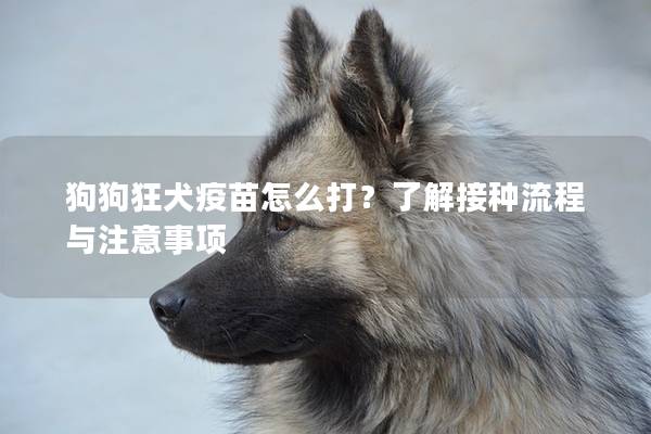狗狗狂犬疫苗怎么打？了解接種流程與注意事項
