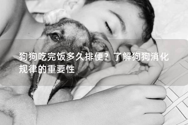 狗狗吃完飯多久排便？了解狗狗消化規律的重要性