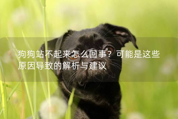 狗狗站不起來怎么回事？可能是這些原因?qū)е碌慕馕雠c建議