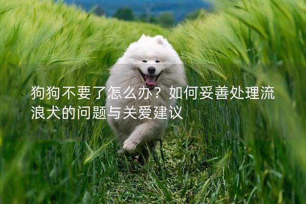 狗狗不要了怎么辦？如何妥善處理流浪犬的問題與關愛建議