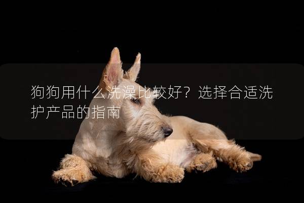 狗狗用什么洗澡比較好？選擇合適洗護產品的指南