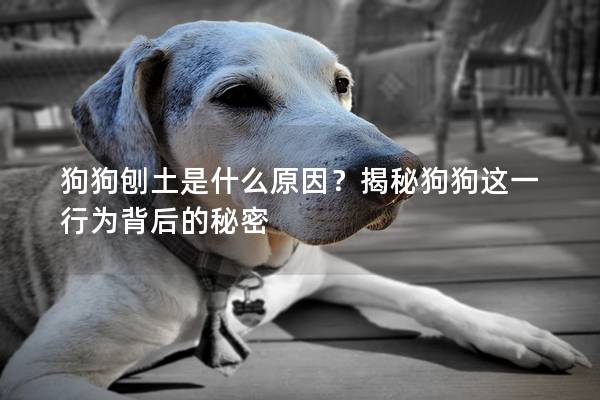 狗狗刨土是什么原因？揭秘狗狗這一行為背后的秘密