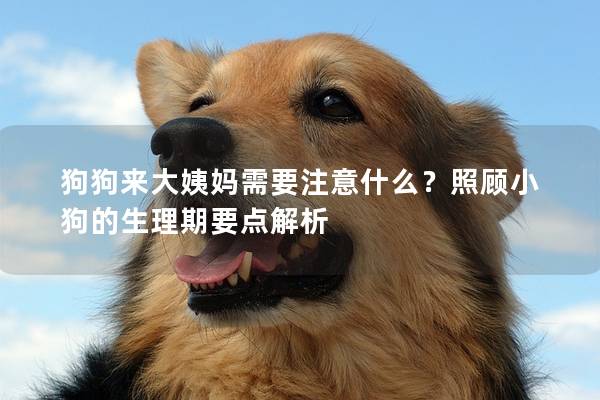 狗狗來大姨媽需要注意什么？照顧小狗的生理期要點解析