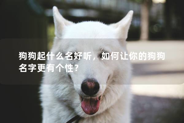 狗狗起什么名好聽，如何讓你的狗狗名字更有個性？