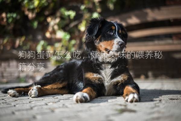 狗狗蛋黃怎么吃，健康美味的喂養秘籍分享