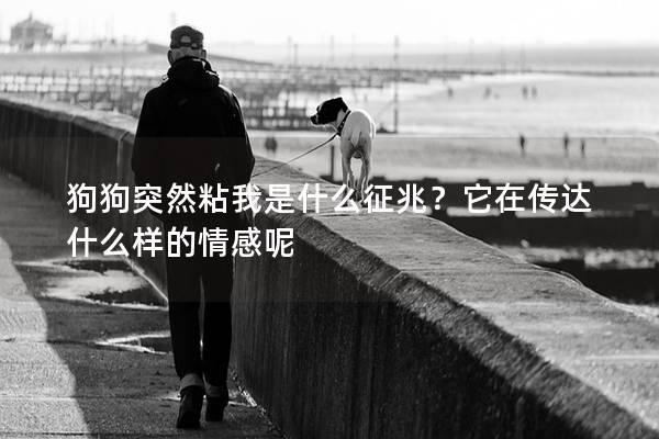 狗狗突然粘我是什么征兆？它在傳達(dá)什么樣的情感呢