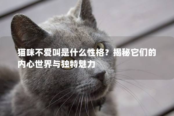 貓咪不愛叫是什么性格？揭秘它們的內心世界與獨特魅力