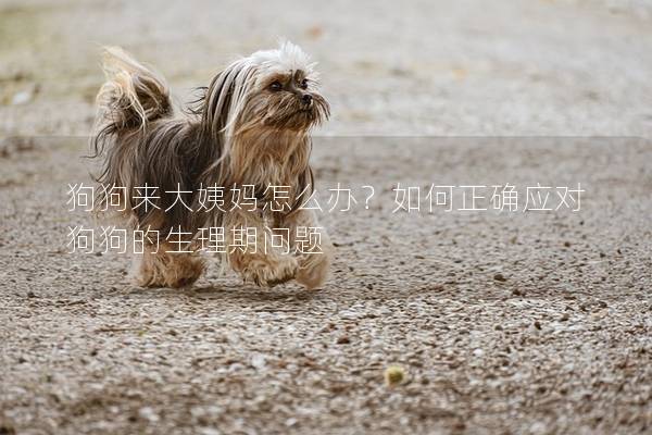 狗狗來大姨媽怎么辦？如何正確應對狗狗的生理期問題